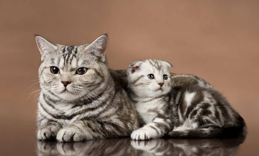 猫的怀孕周期短，一般可以自己完成整个生育过程，猫多久生小猫_生产_母猫_主人