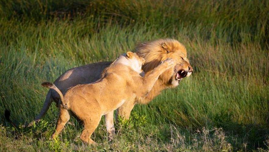 狮子的交配为什么那么痛苦,母狮子还老打公狮子_阴茎_繁殖_动物