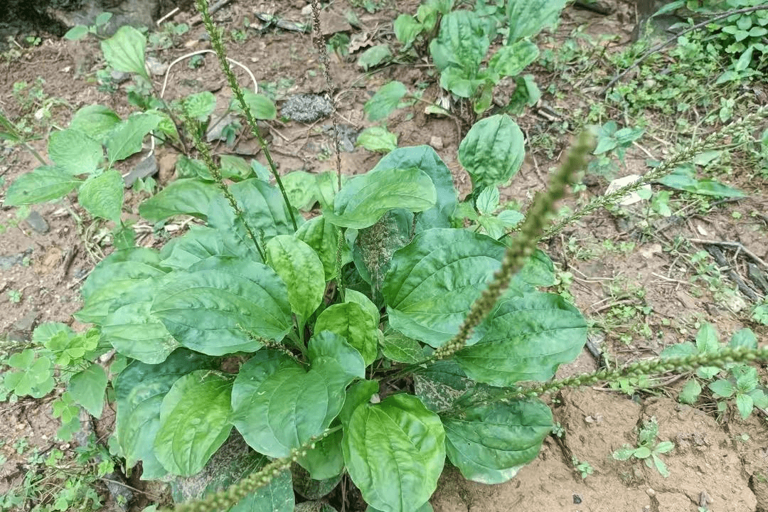 农村止泻草药图片