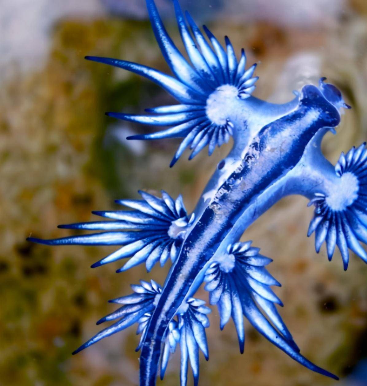 蓝海龙(glaucusatlanticus)绝对是一种美丽的生物,它是海蛞蝓的一种