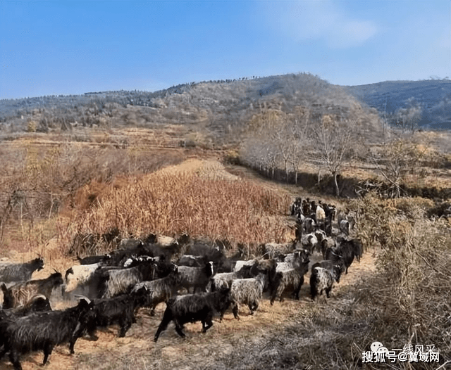 武安山羊图片