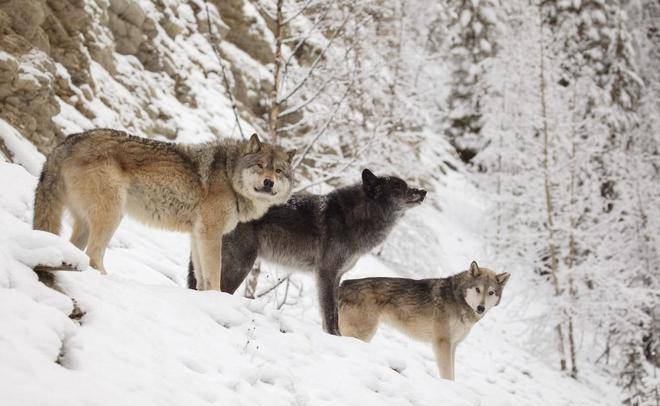 狼抗 来自搜狐网