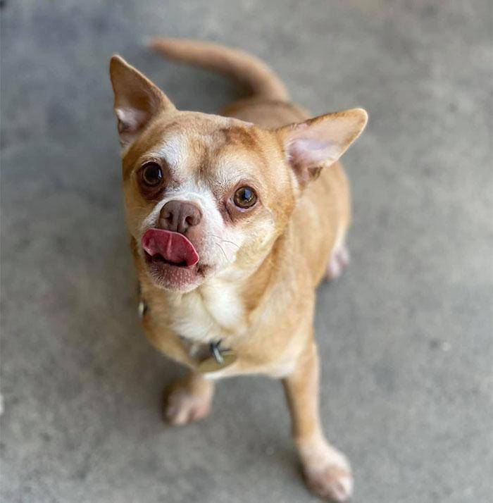 一直长得奇丑无比的"吉娃娃",却让上百人抢着领养_宠物_普兰瑟_斯蒂