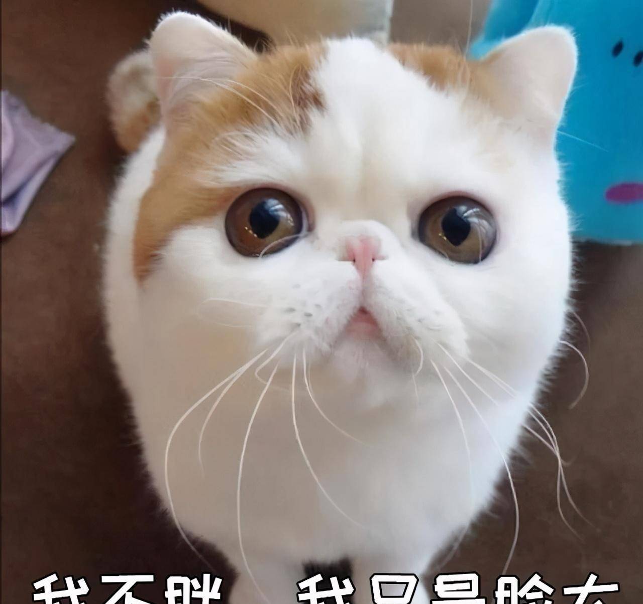 是不是超级可爱!铲屎官们是不是也喜欢撸这种脸肥嘟嘟的小猫咪呢?