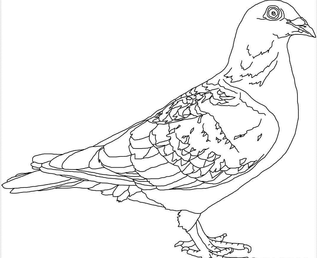 饮食文化:比西餐技艺更胜一筹的红烧乳鸽_老高_广州_做法