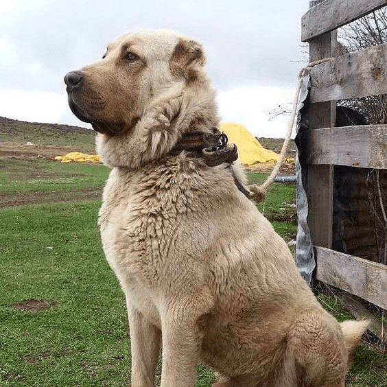 西伯利亚牧羊犬图片图片