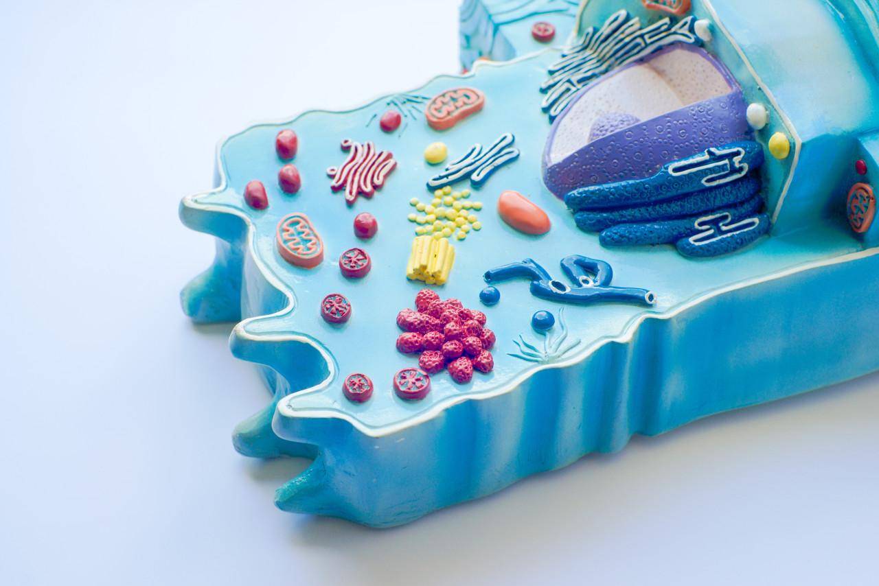 相关_模拟_细胞