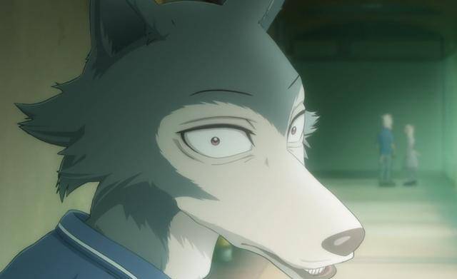 beastars第一季结局伏笔详解官方暗示他就是吃掉羊驼的凶手_动画_身体