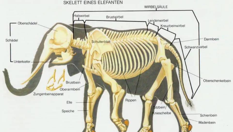 象群_母象_人类