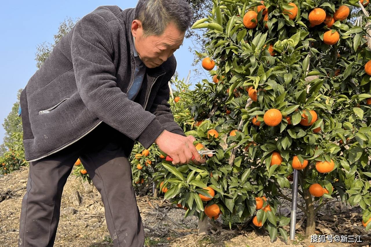 宜宾市南溪区大观镇:沃柑丰收果农笑_刘德高_果园_种植户
