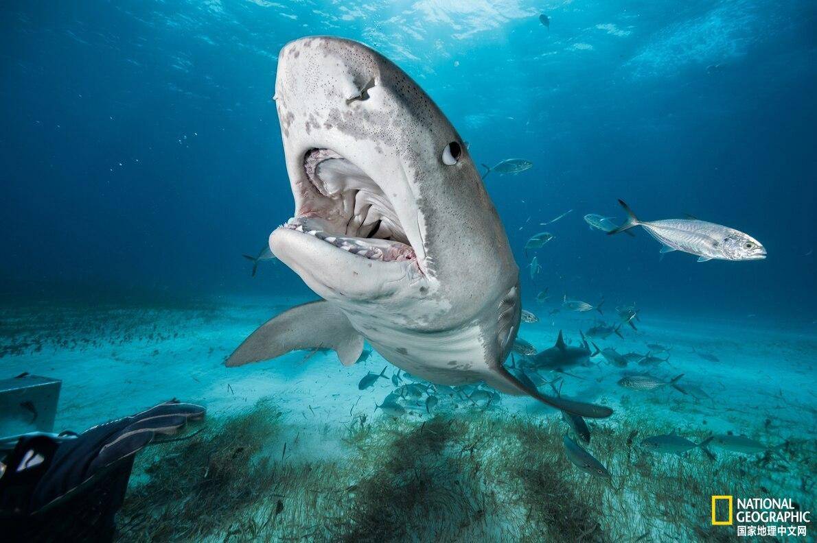 咬合力争霸赛:双髻鲨与虎鲨,谁更强?_鲨鱼_huber_实验