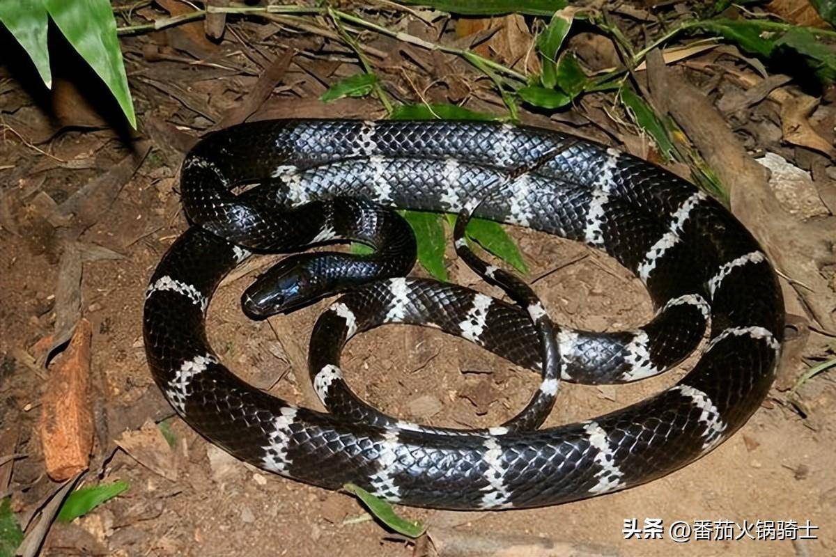 为什么北京会有银环蛇?专家:估计是放生的_毒蛇_眼镜蛇_野生动物园