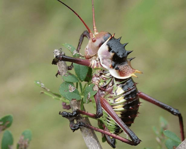 装甲林蟋蟀:斗蛐蛐无敌,疯狂同类相食的铁甲将军_捕食者_昆虫_防御