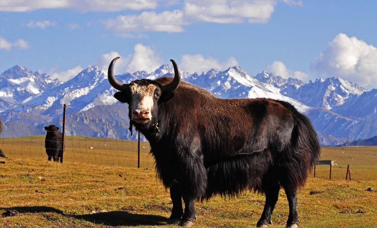 极其少见,生活在青藏高原上的"黄金神兽",全球不足300头_牦牛_金丝