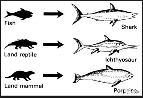 原本不一样,现在长得像:趋同进化是个啥?_海洋生物_来源_鲨鱼