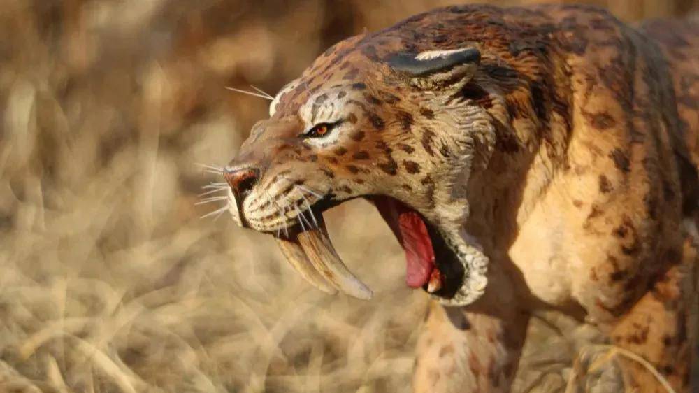 有可能被复活的史前生物_剑齿虎_生活_体型