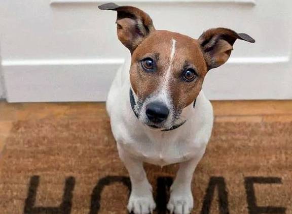 狗狗的本能行为有哪些?6种本能行为,你一定都见过_主人_尾巴_屁股