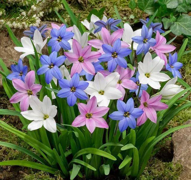 春季买的"风雨兰"种球,上盆和养护这样做,夏季开出"满盆花"_时候_种植