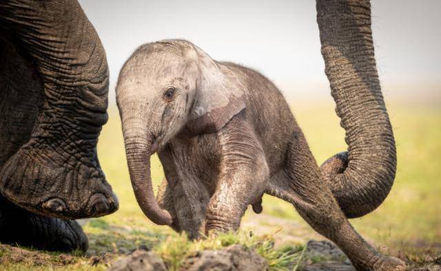 南非摄影师拍下大象妈妈帮助新生小象学走路的照片,可爱又美好_卡尔