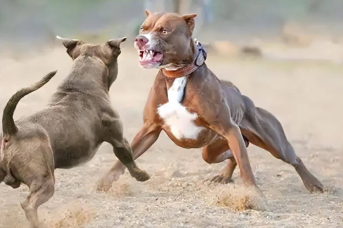 比特犬图片凶残图片