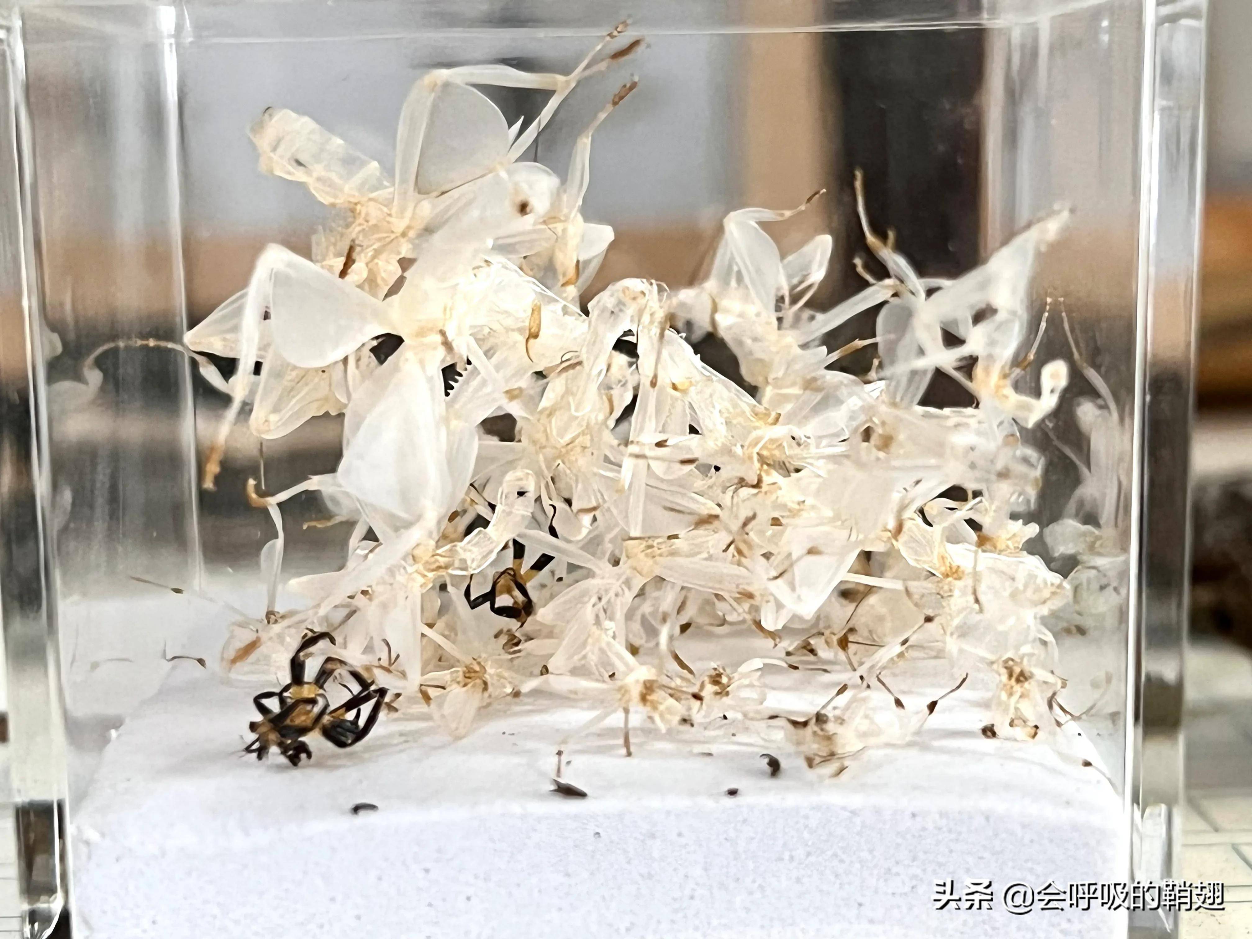 昆虫饲养笔记:4个月喂养10只兰花螳螂,我们经历了什么?
