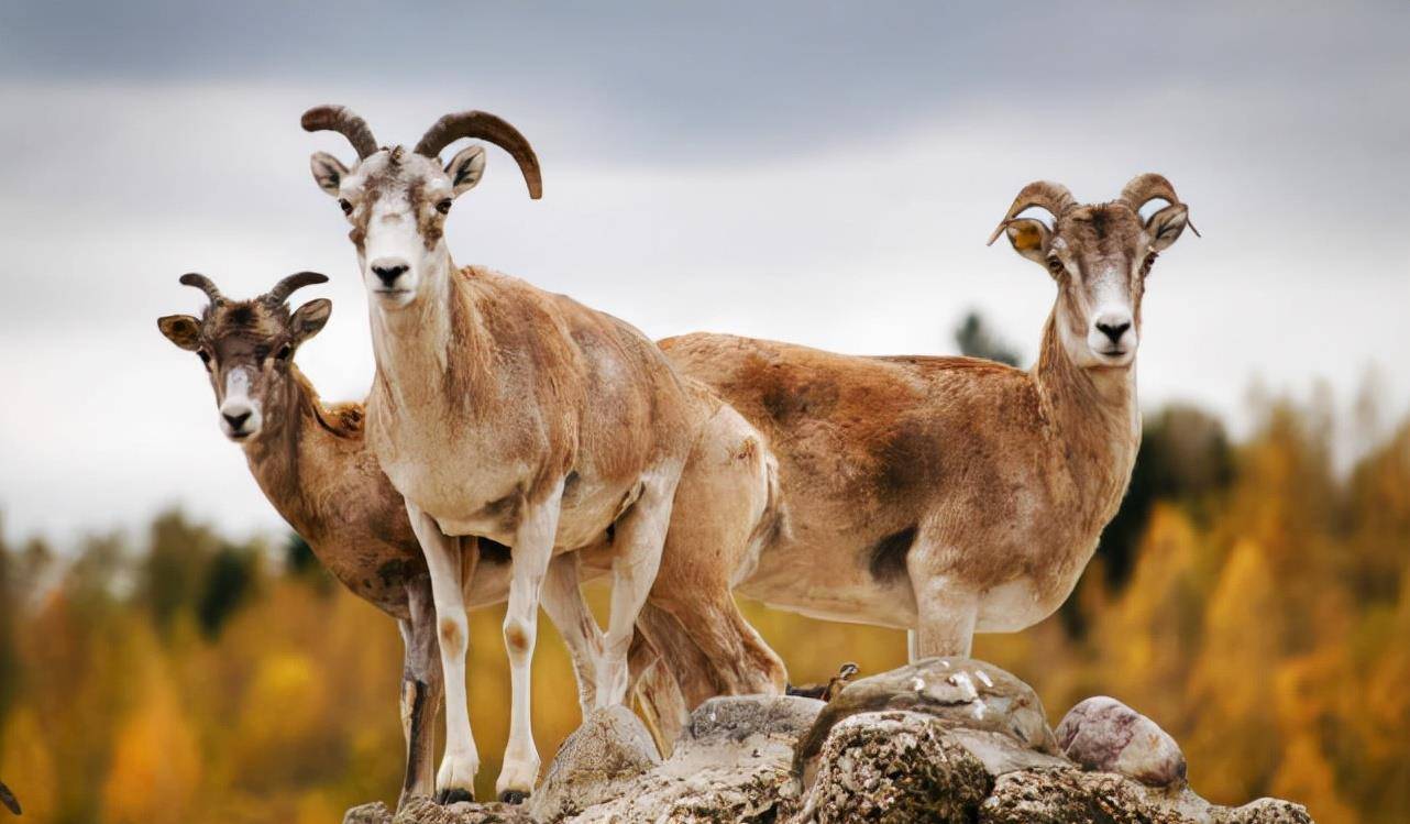 澳洲野山羊泛滥成灾,当地人出动直升机都解决不了
