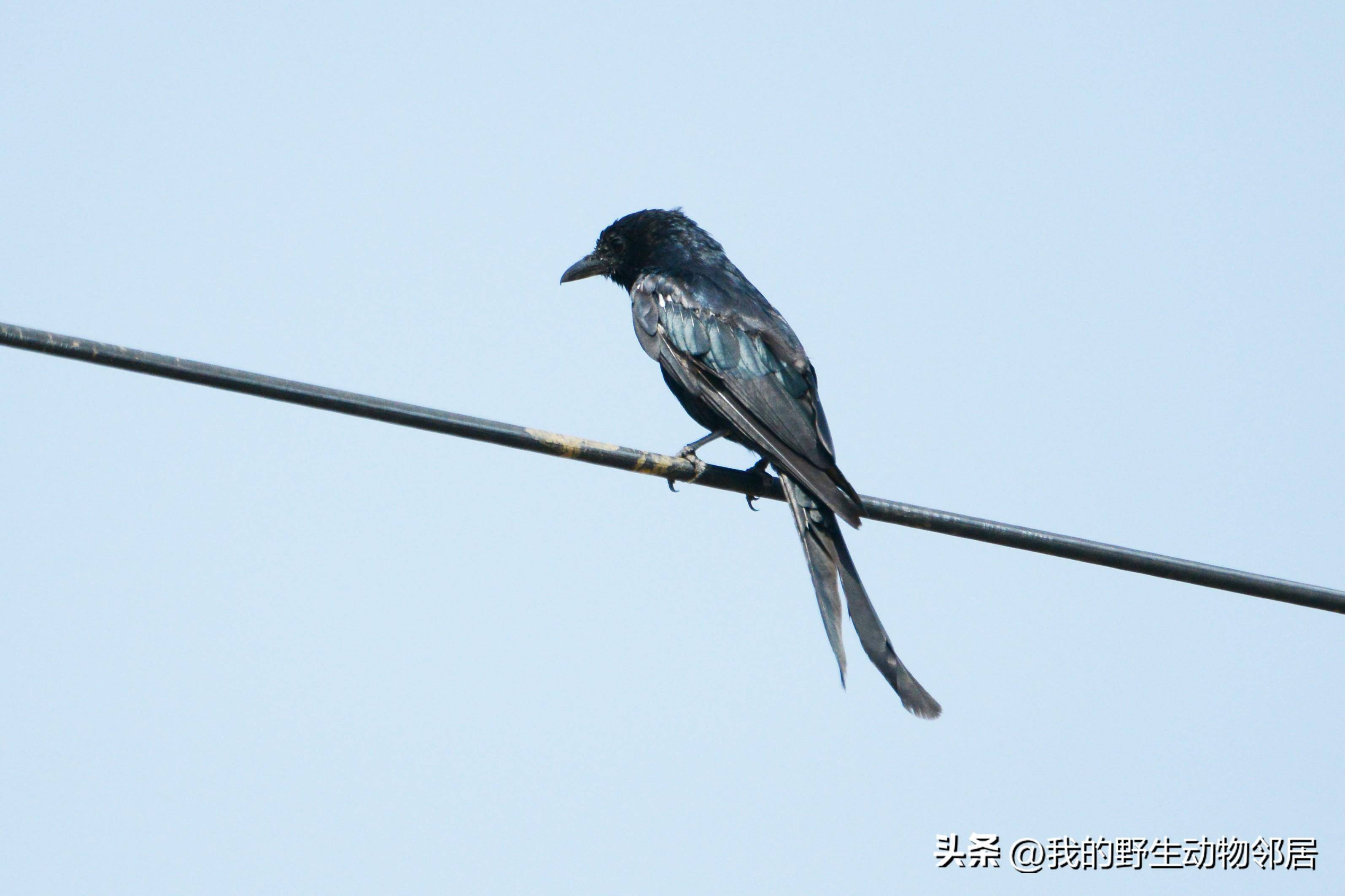 它的名字叫"黑老婆儿"_中国_昆虫_动物