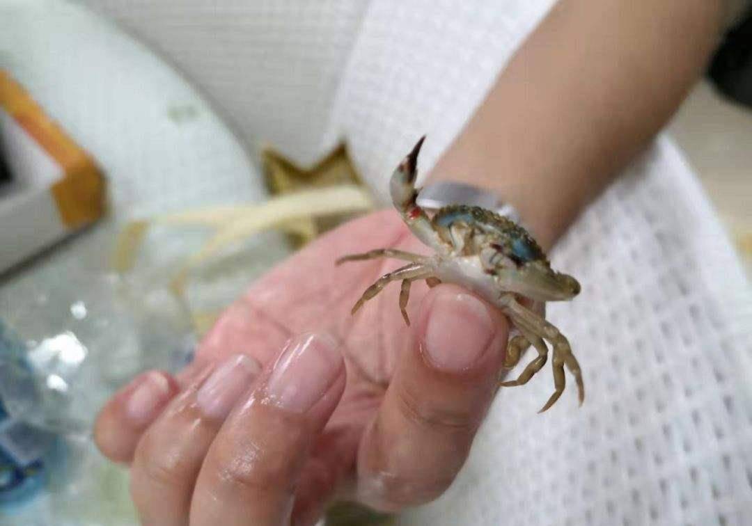 帝王蟹有多可怕?