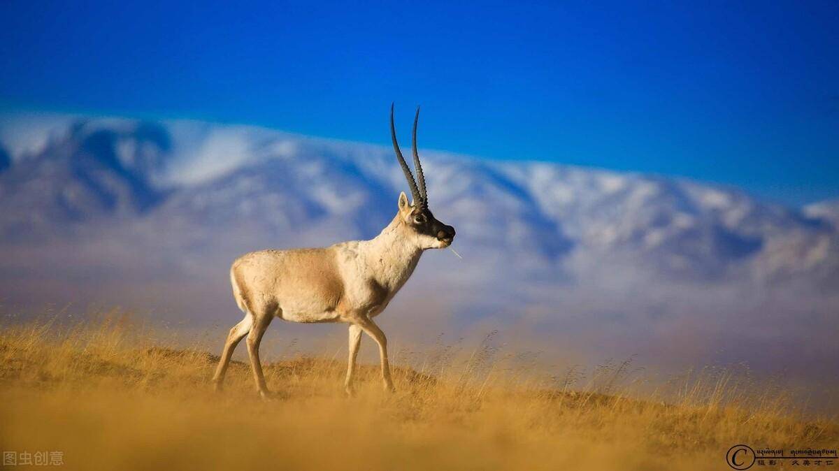 而唯有藏羚羊才符合这"寿命八年""时速80公里""年迁徙800公里"的条件.