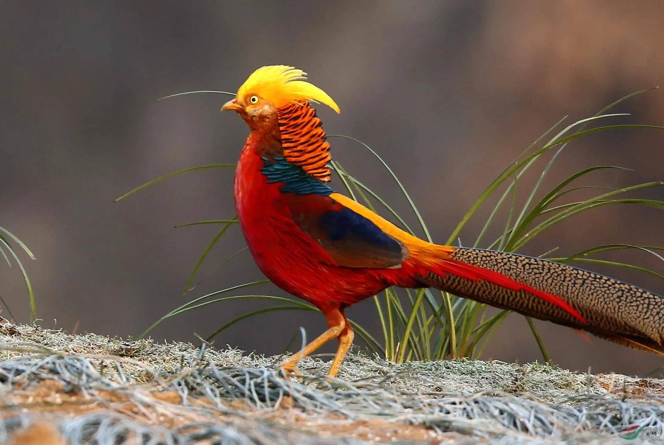 原创山西老农养凤凰4年养了40多只专家却指出不能再养