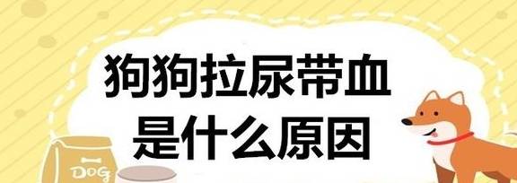 狗狗拉尿带血是什么原因 治疗 母犬 情况