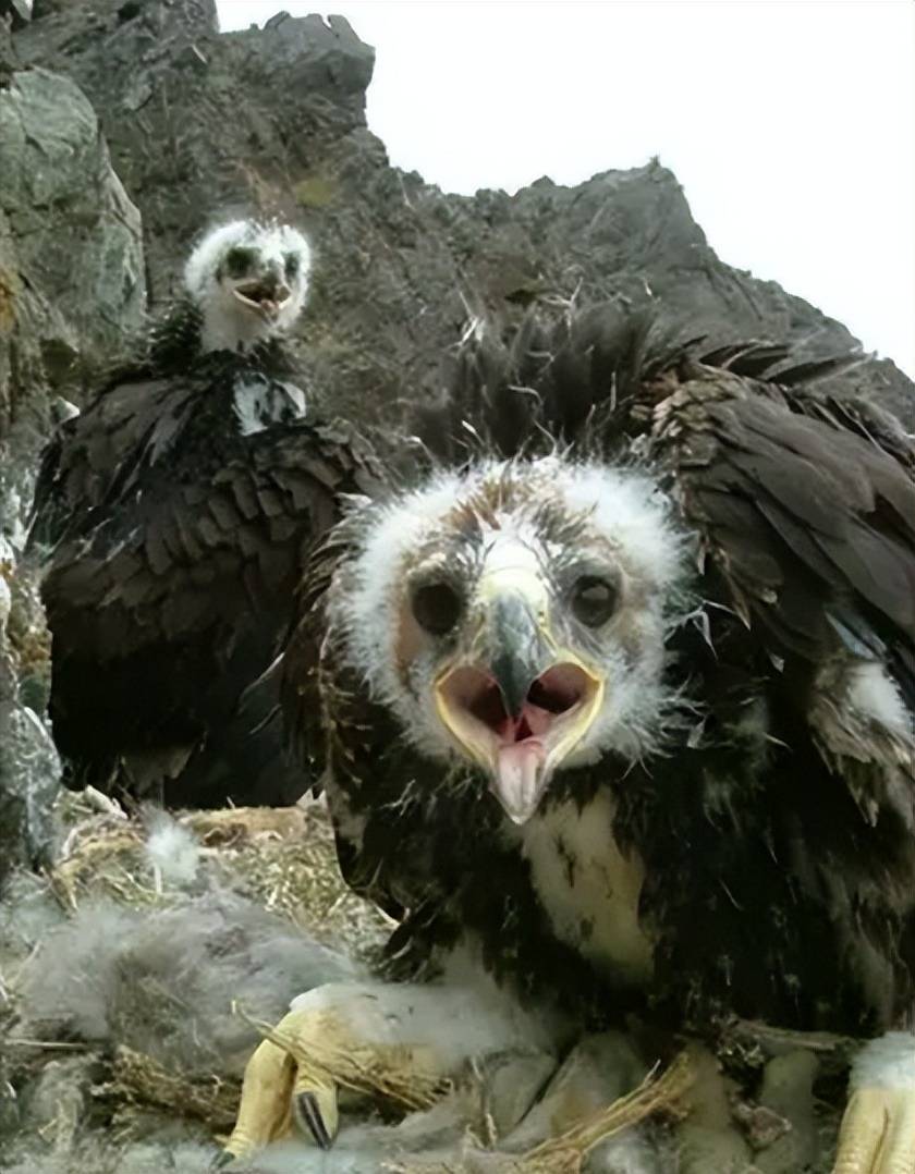 早年黑龙江两村民遭金雕袭击,各自缝21针,41针,却等来警方逮捕_杨海军