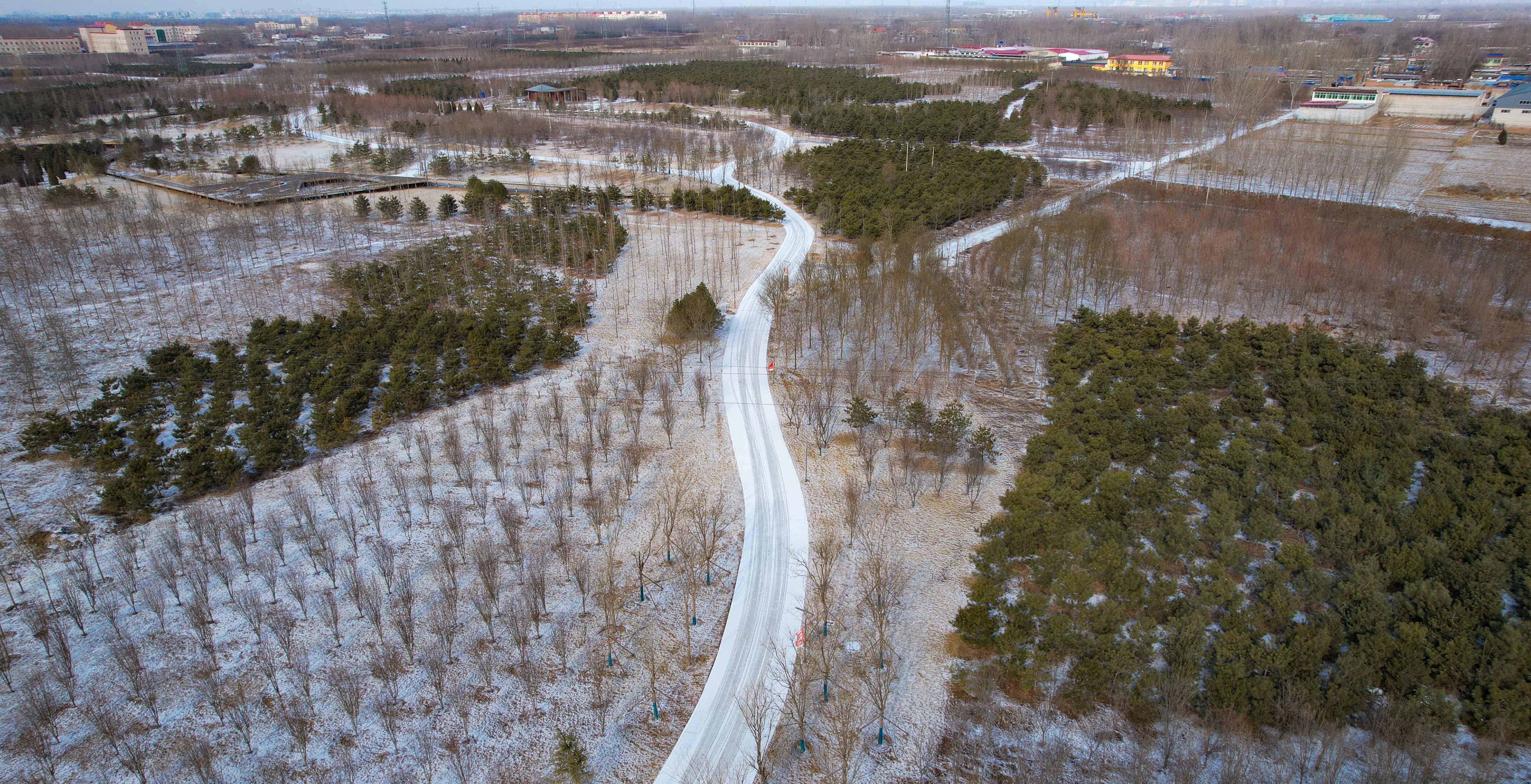 雄安45.4万亩千年秀林披"银装"_世界_白雪_雪景