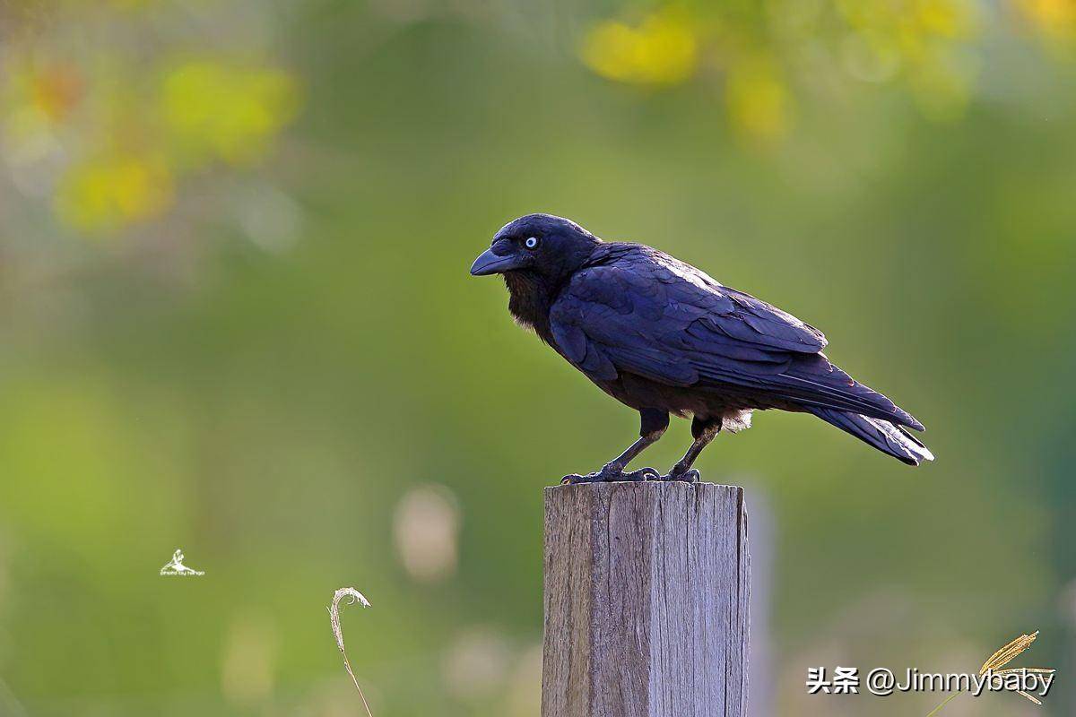 世界国鸟传奇:不丹(bhutan)渡鸦_罗格·_黑色_体型