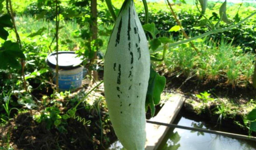 看图中这种挂在藤上的就是短种蛇瓜了,不同于丝瓜,黄瓜,它的外皮是白