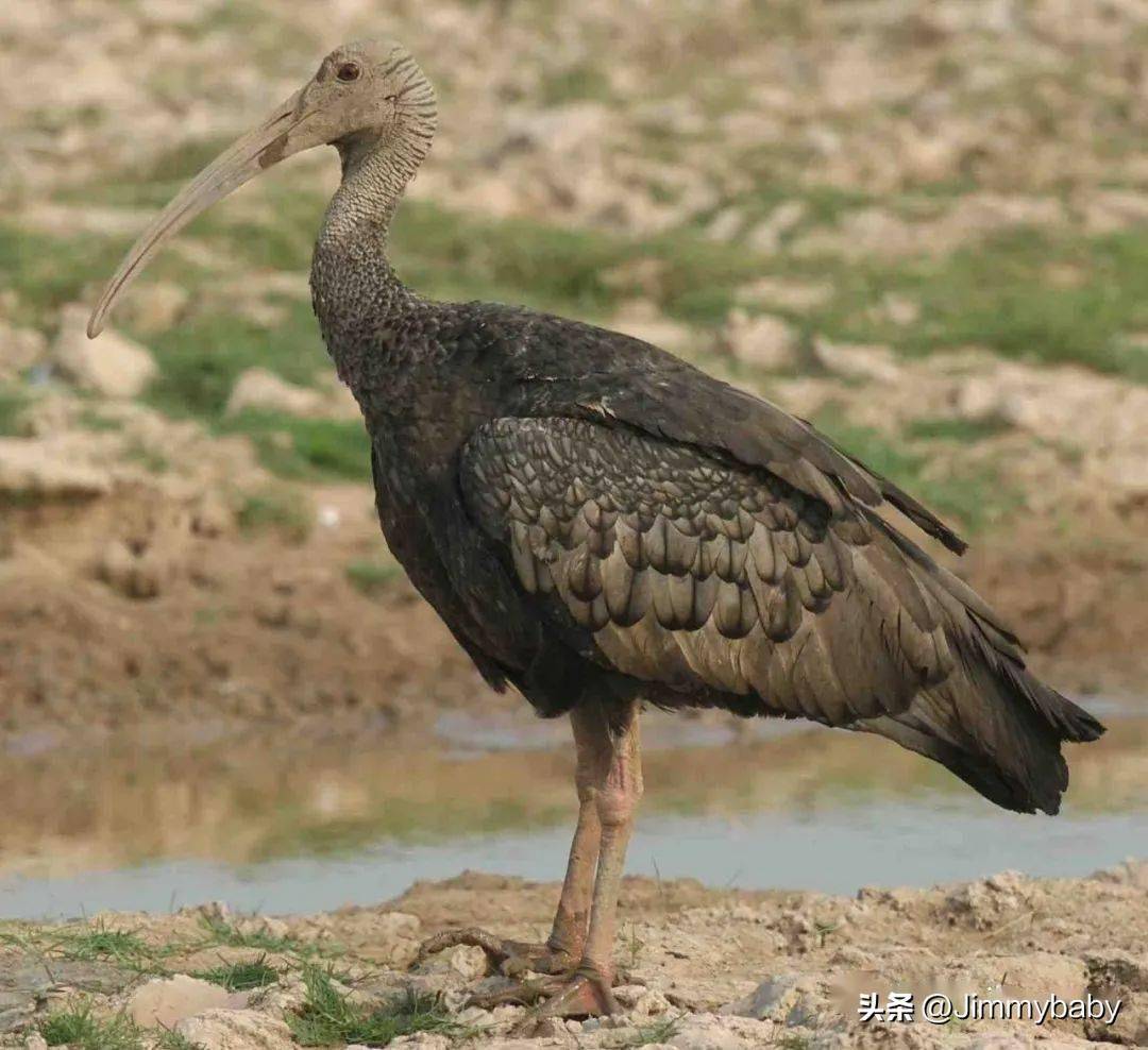 世界国鸟传奇:柬埔寨(cambodia)巨鹮_保护_物种_国际