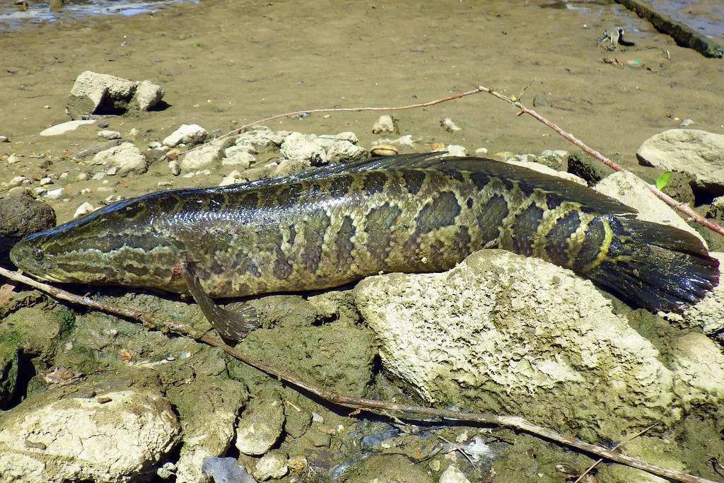 野生黑魚幾乎無天敵,產卵後還護仔,為啥在野外還是很少見?