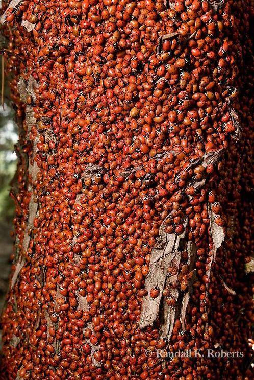 北美洲的红色密集方阵_瓢虫_蚜虫_地方