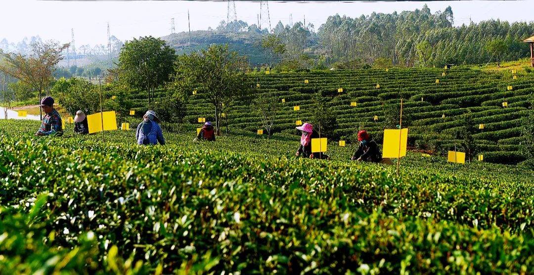 钦州发布:春茶"第一摘","摘"下新希望!_灵山_茶叶_广西