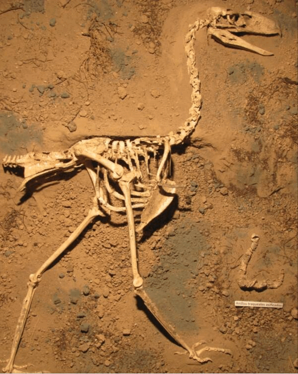阿根廷古生物学家弗洛伦蒂诺在 1887 年发现了第一个 恐怖鸟(phorusr