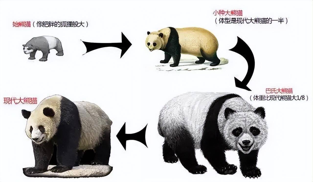 始熊猫截止图片
