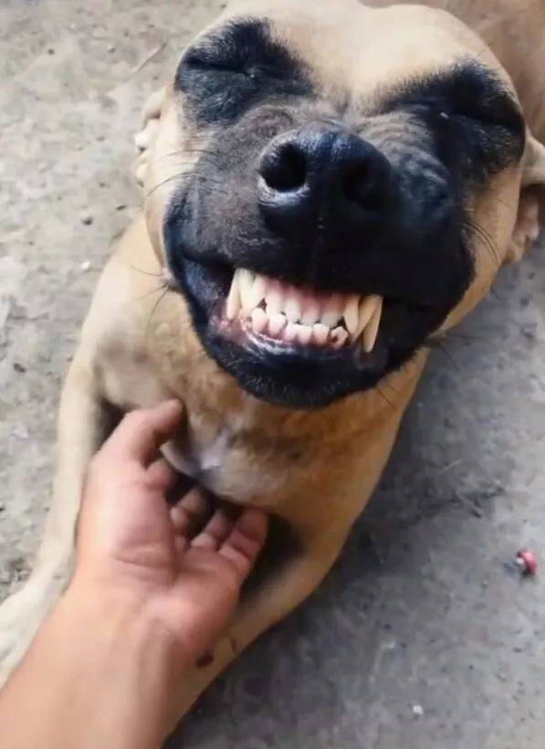 狗回头笑表情包图片