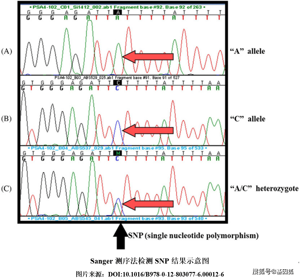 DNA测序峰图图片