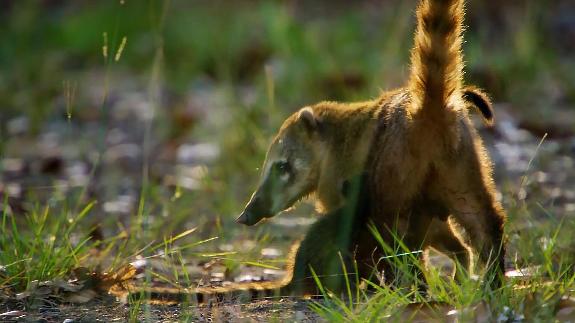 猫鼬幼崽落单,被凶残老鹰盯上,它能逃过一劫吗?_母亲_小猫_动物