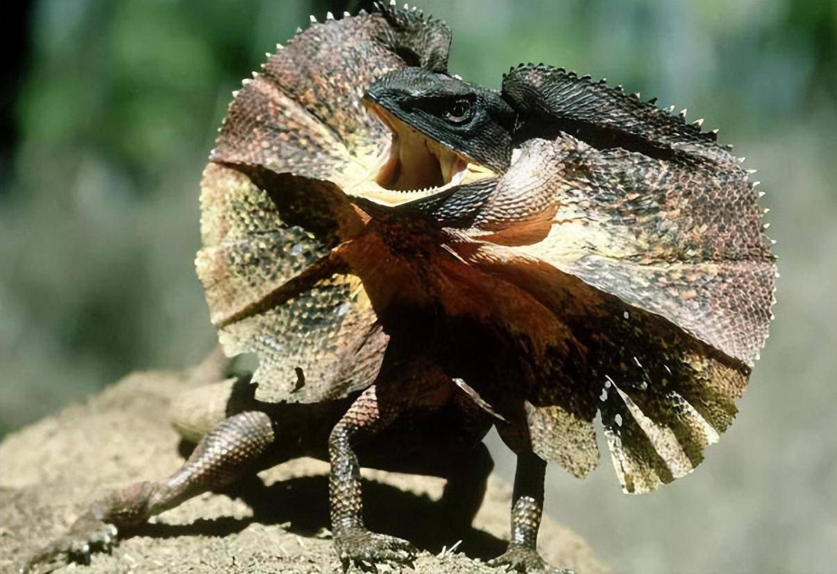 恐龙第一王朝三巨头之双脊龙_侏罗纪_头冠_霸主