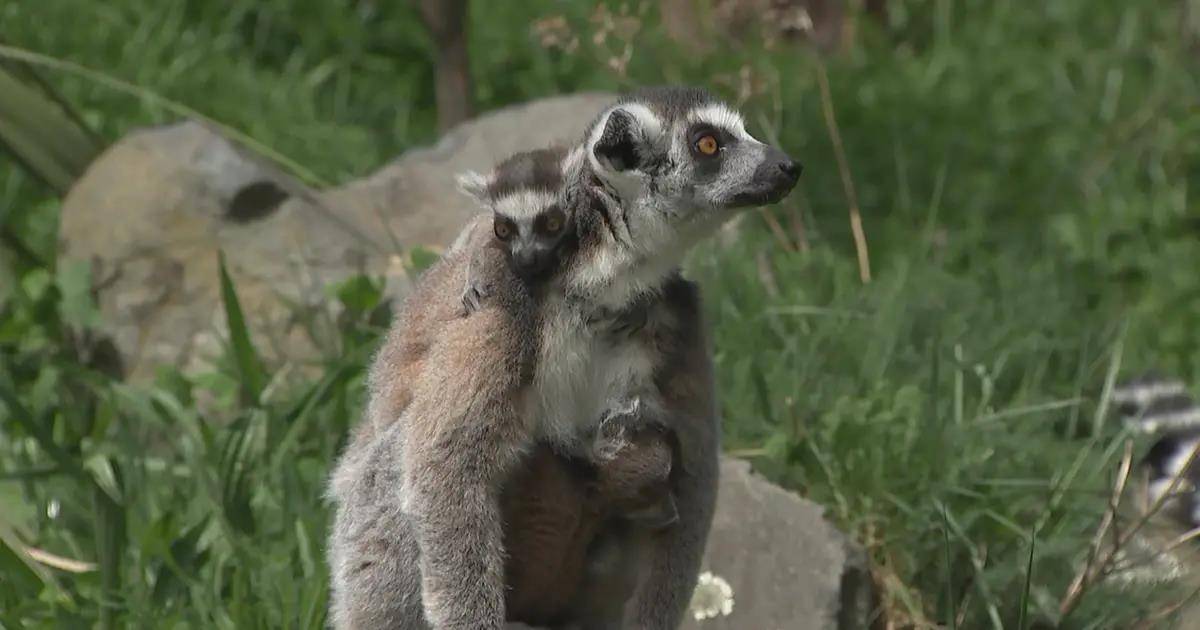 惠灵顿动物园工作人员在四对环尾狐猴双胞胎出生后"震惊"不已_ridley