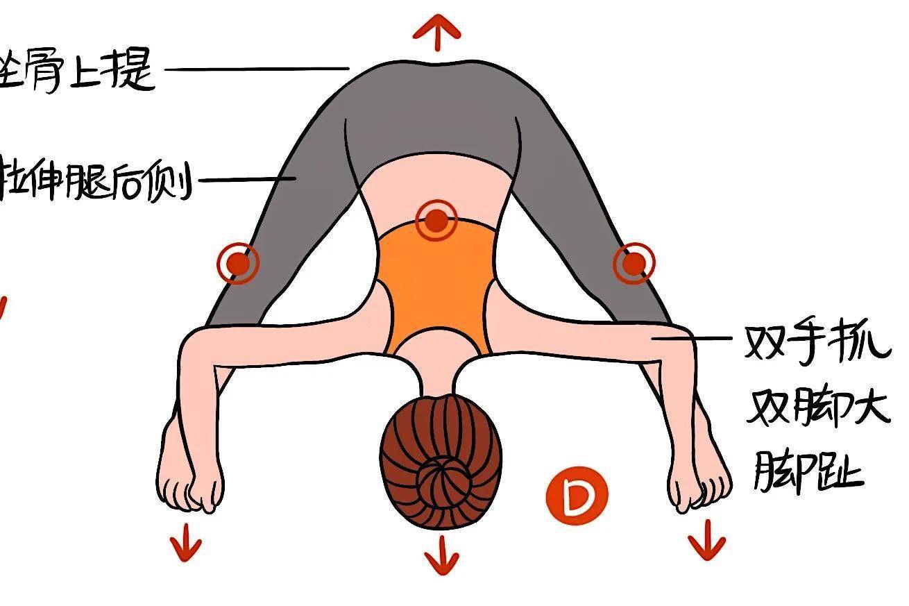 瑜伽体式,"双角式abcd"精讲!