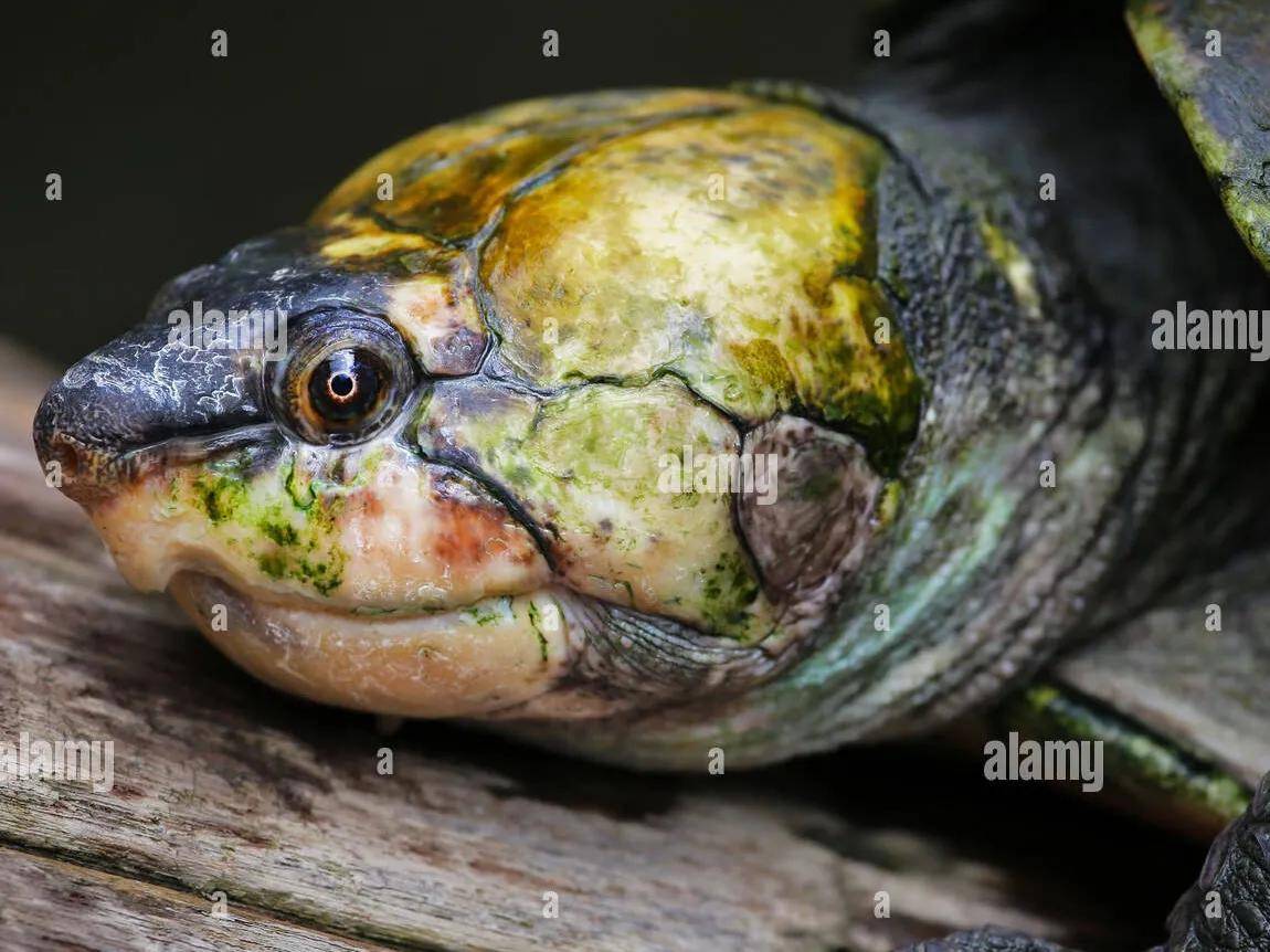 马岛大头侧颈龟图片