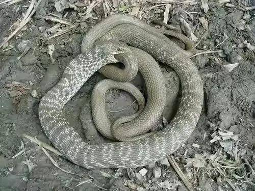 王锦蛇vs五步蛇图片