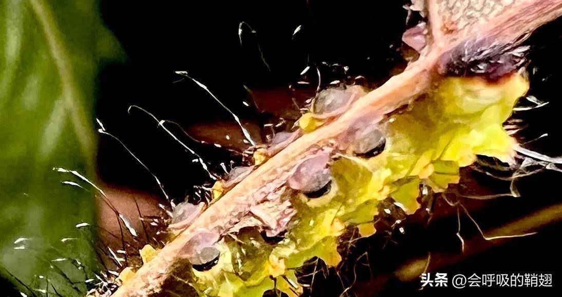 绿尾大蚕蛾饲养日记:让人抓狂的趾钩_幼虫_螳螂_纸盒